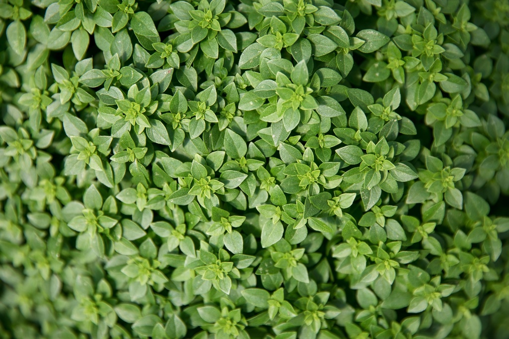 Seedling, Basil, Greek 