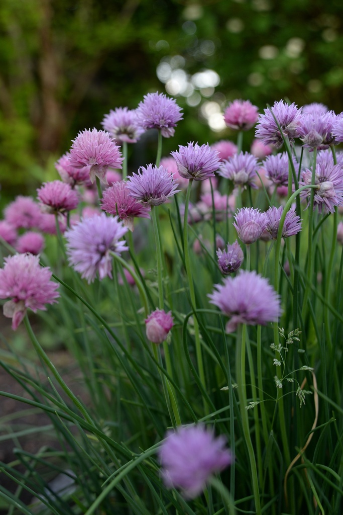 Seedling, Chives