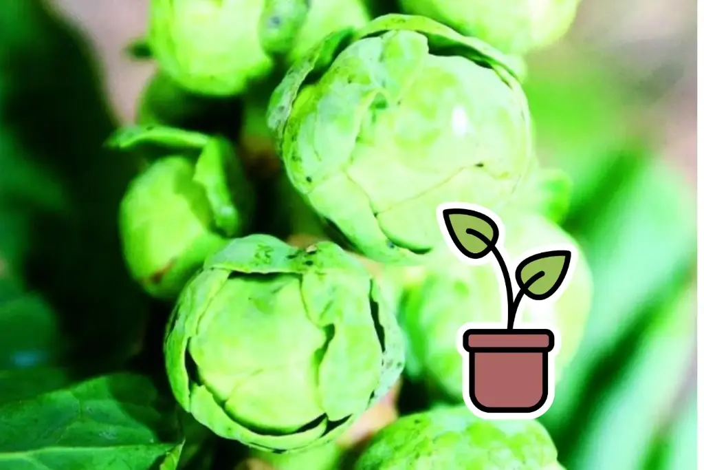 Planton bio de Chou de Bruxelles 'Idéal'