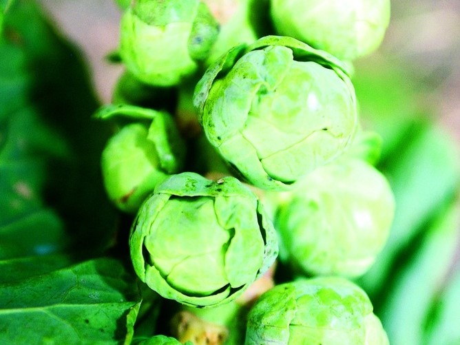 Planton bio de Chou de Bruxelles 'Idéal'