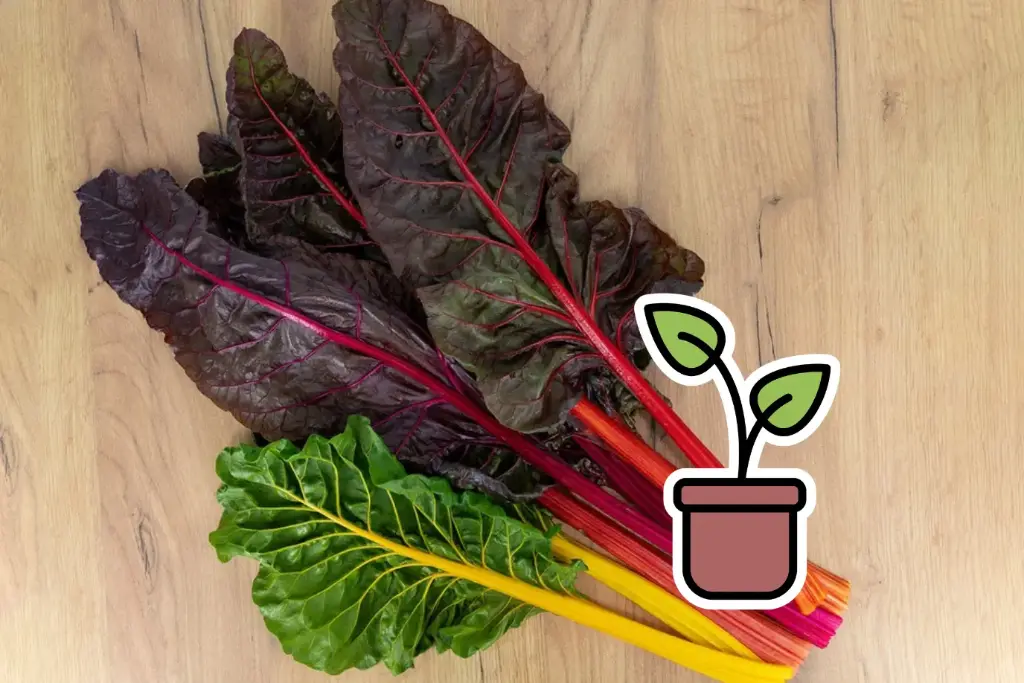 Organic seedling of Swiss chard, multicolour ‘Surprise’
