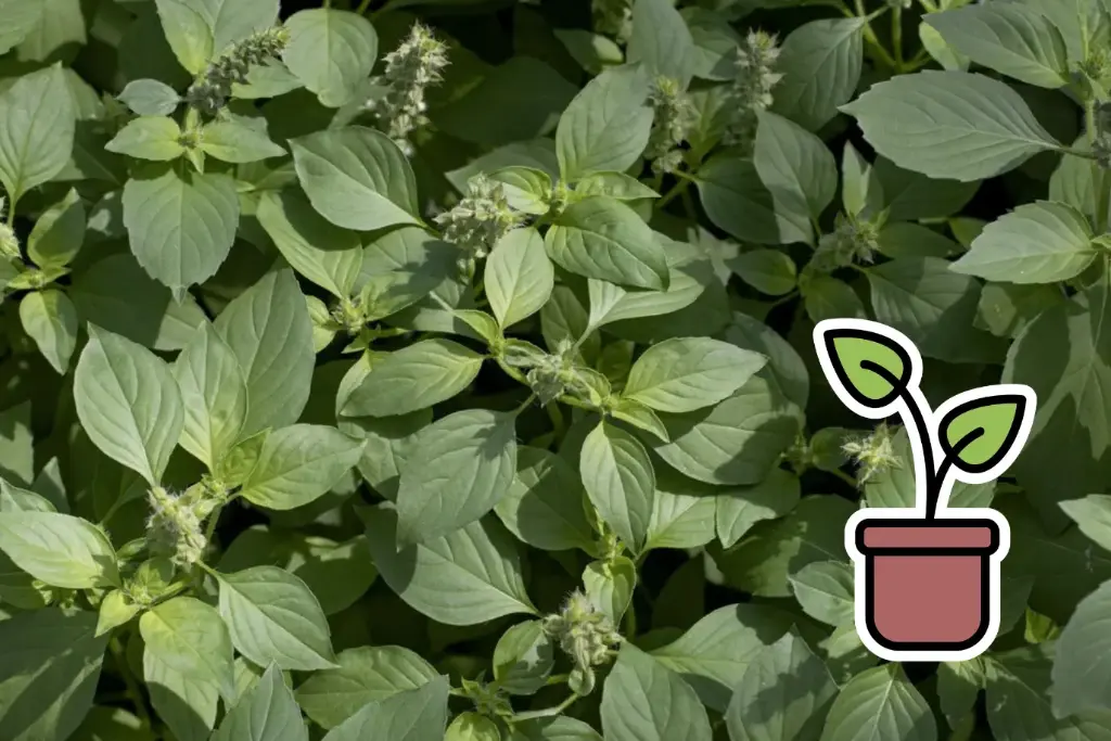 Planton, Basilic, Citron