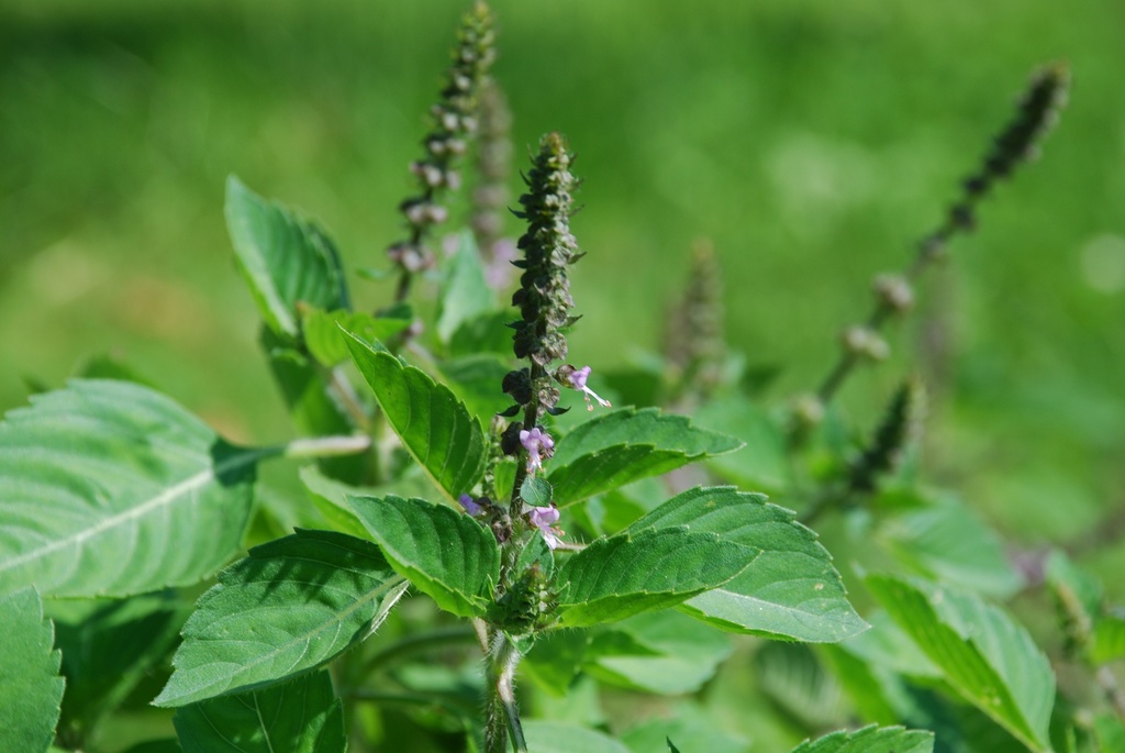 Planton bio de Basilic 'Sacré (Tulsi)'