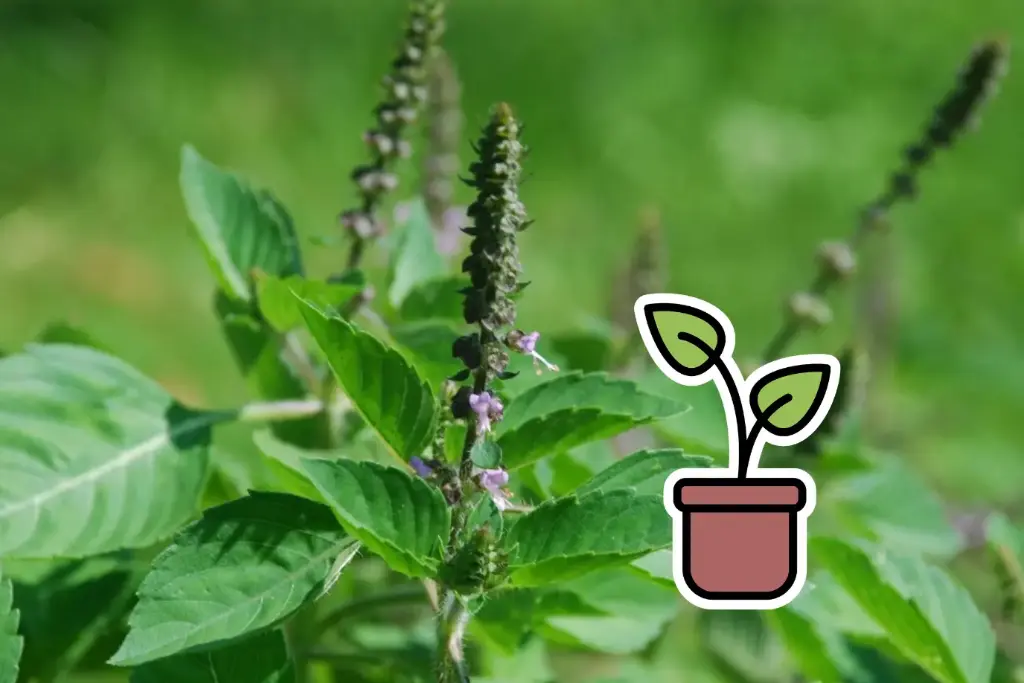 Planton bio de Basilic 'Sacré (Tulsi)'