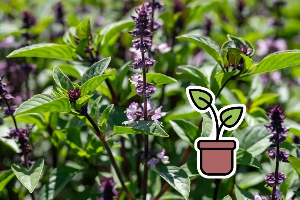 Planton bio de Basilic 'Thaï'