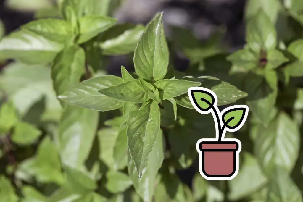 Planton, Basilic, Cannelle