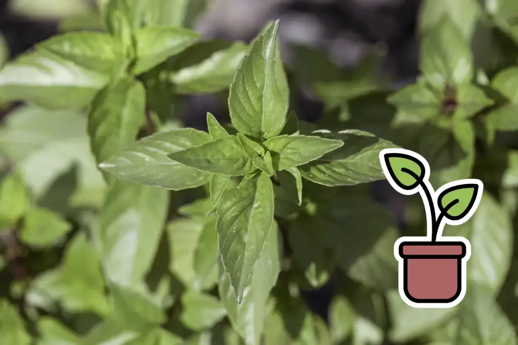 Planton bio de Basilic 'Cannelle'