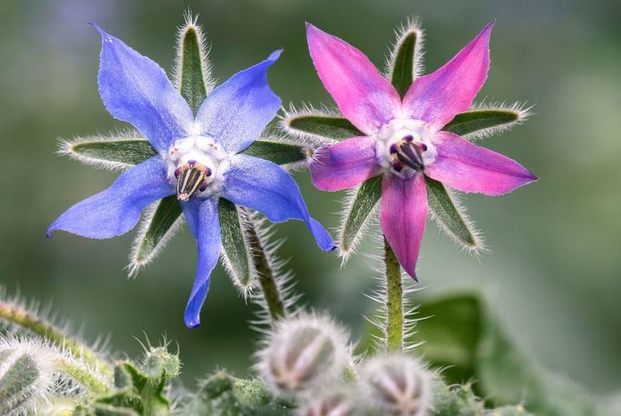 Organic seedling of Borage
