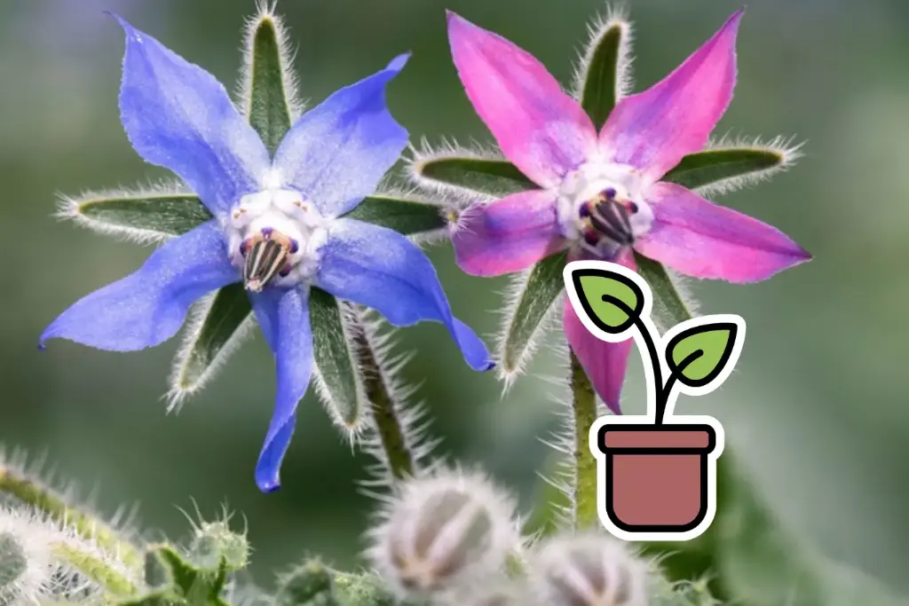 Organic seedling of Borage