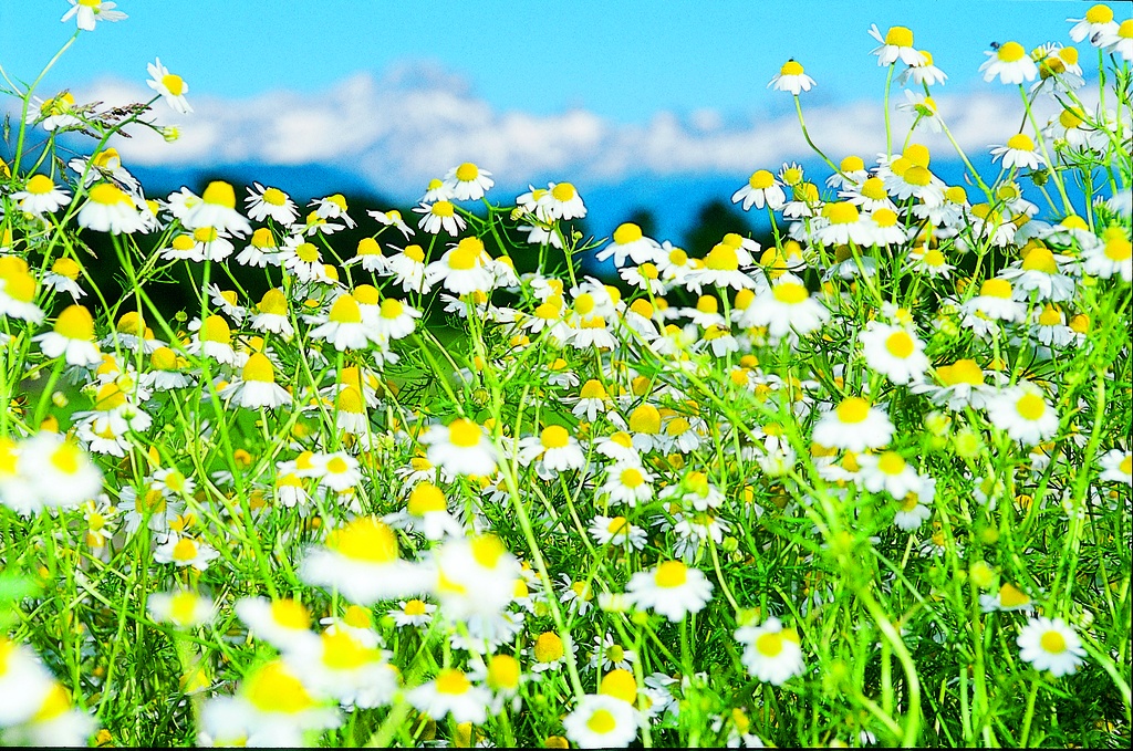 Organic seedling of True Chamomile