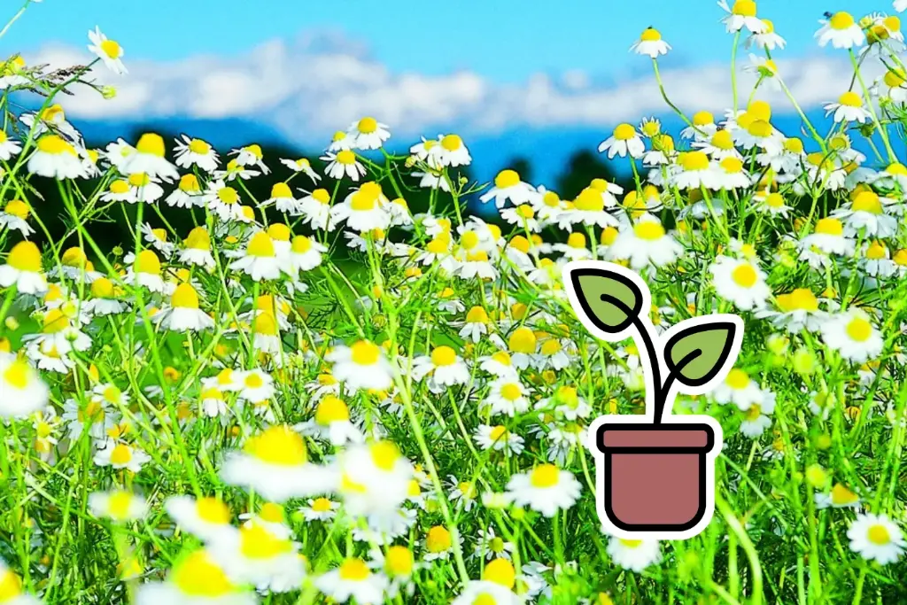 Organic seedling of True Chamomile