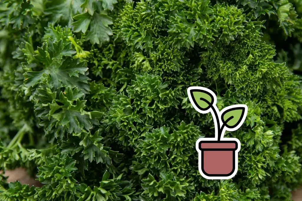 Seedling, Parsley, Paramount