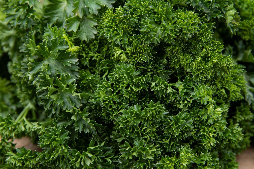 Seedling, Parsley, Paramount