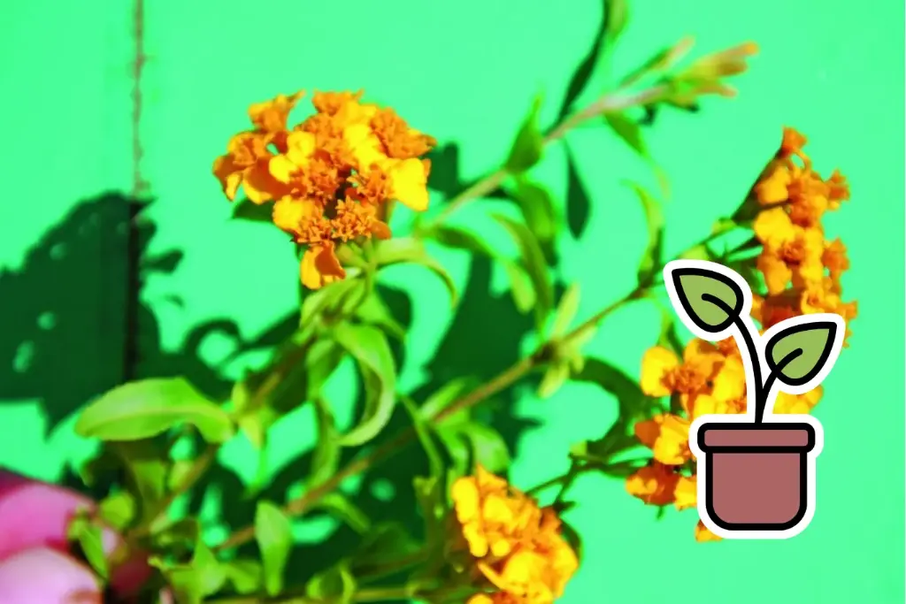 Pianta bio di Dragoncello del Messico