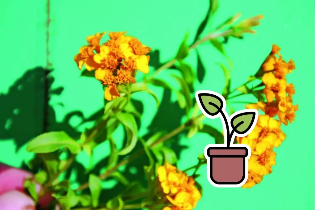 Planton bio d'Estragon du Mexique