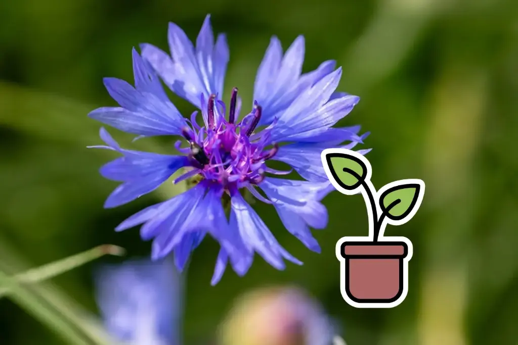 Bio-Setzling Kornblume