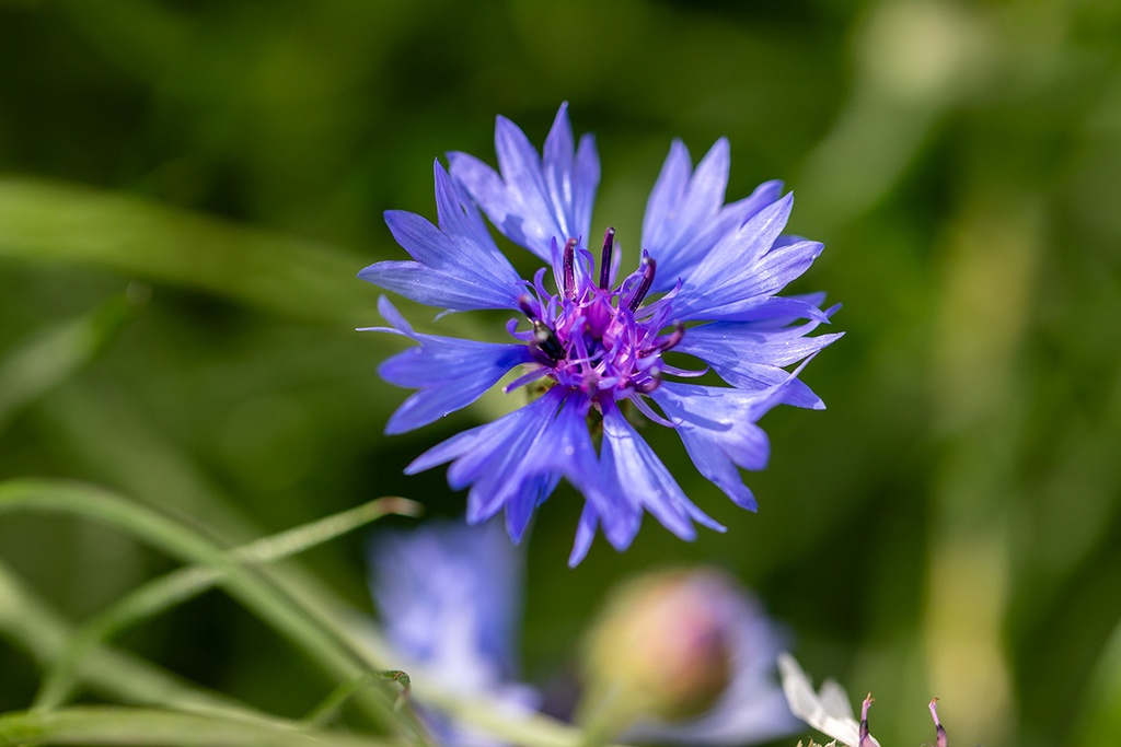 Organic seedling of Cornflower