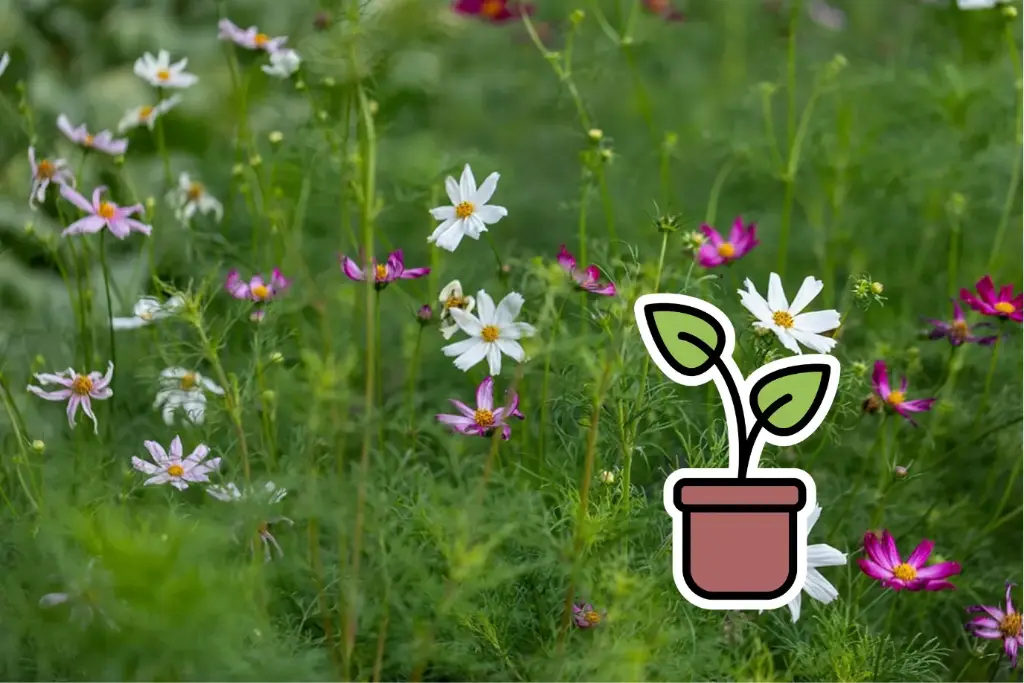 Organic seedling of Cosmos 'Pastel-coloured mixed' (annual)