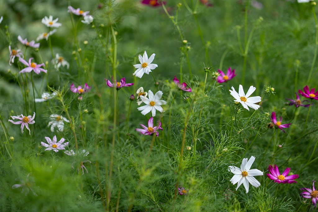 Organic seedling of Cosmos ‘Pastel Mix’
