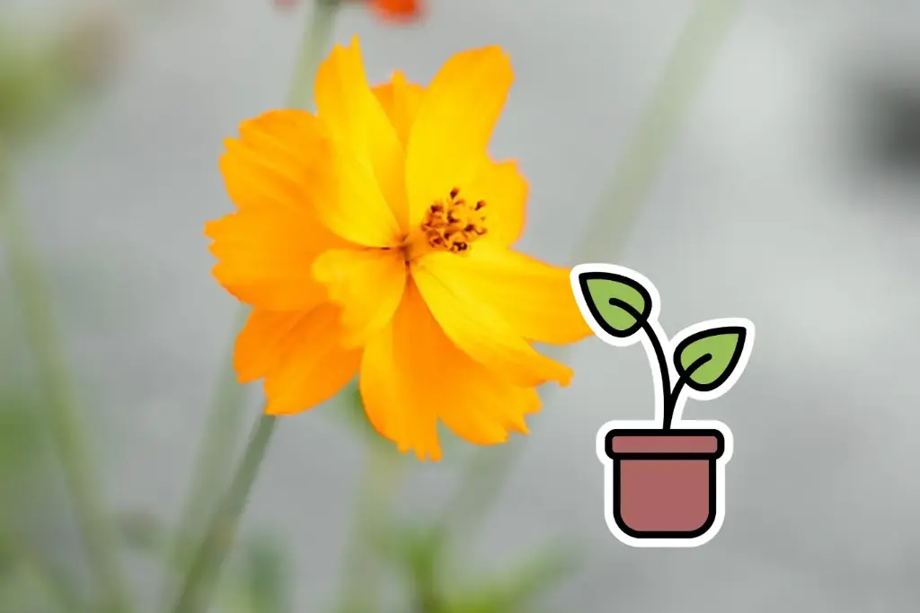 Planton, Cosmos sulfureux, Orange