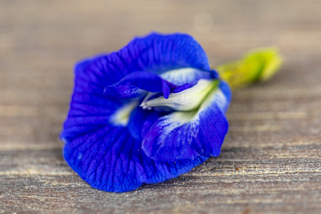 Pianta bio di Clitoria ternatea ‘Farfalla d’Oriente’