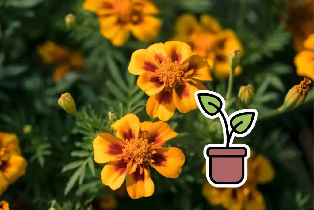 Biosetzling, Tagetes