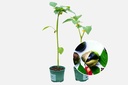 Planton bio de Tomatillo 'Aubergine de montagne' (2 plantons)