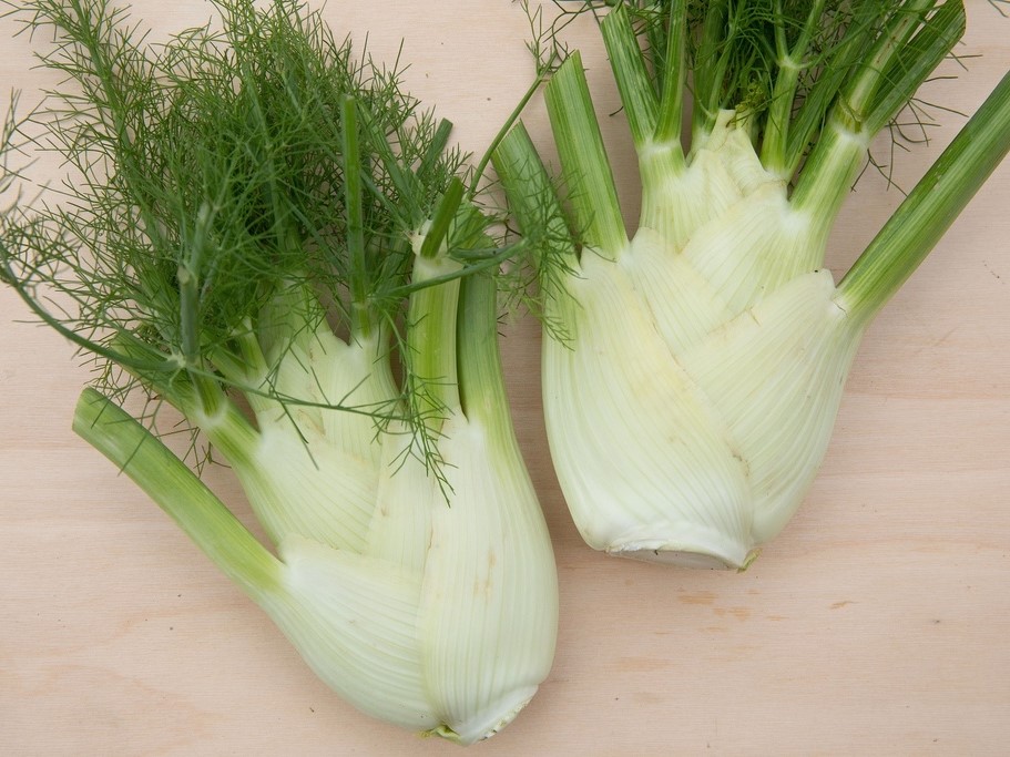All vegetable seeds / Fennel, Bulb fennel