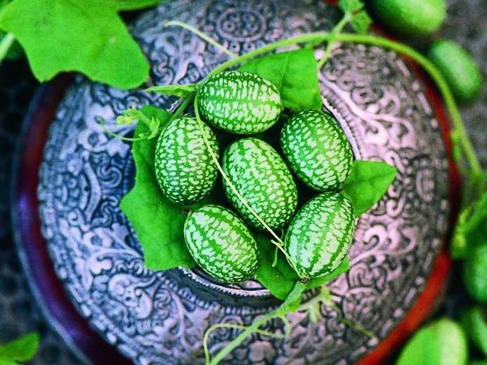 Graines potagères / Concombres, Cornichons