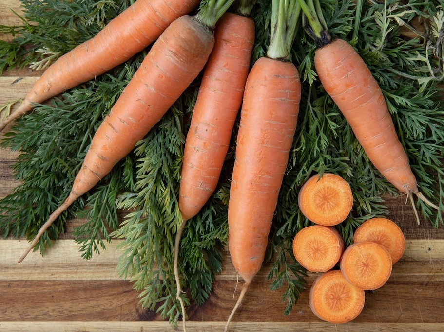 Graines potagères / Carottes