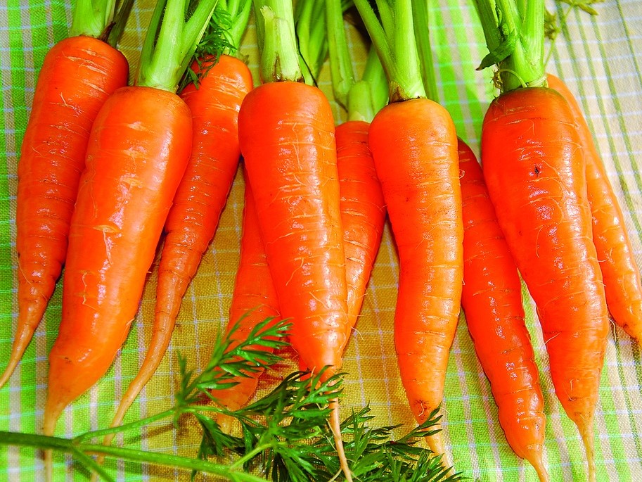 Alle Gemüsesamen / Karotten, Möhren / Frühkarotten