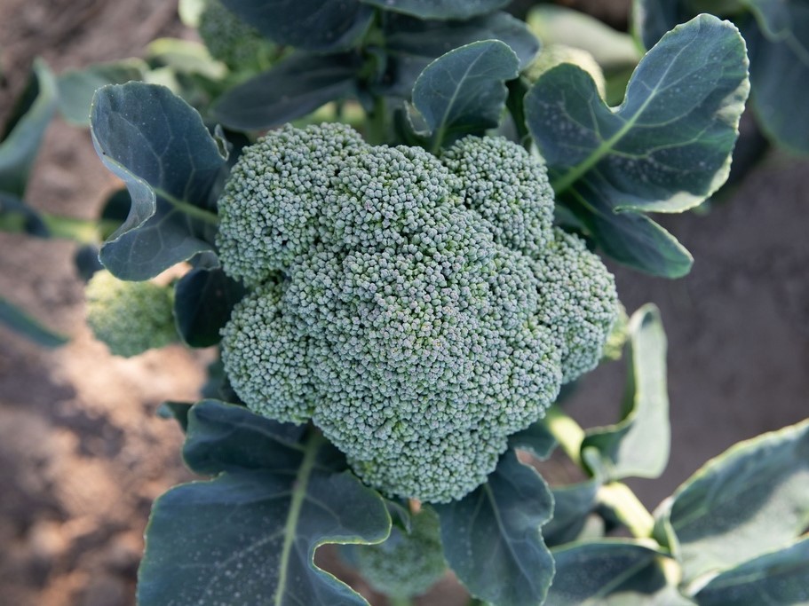 All vegetable seeds / Broccoli