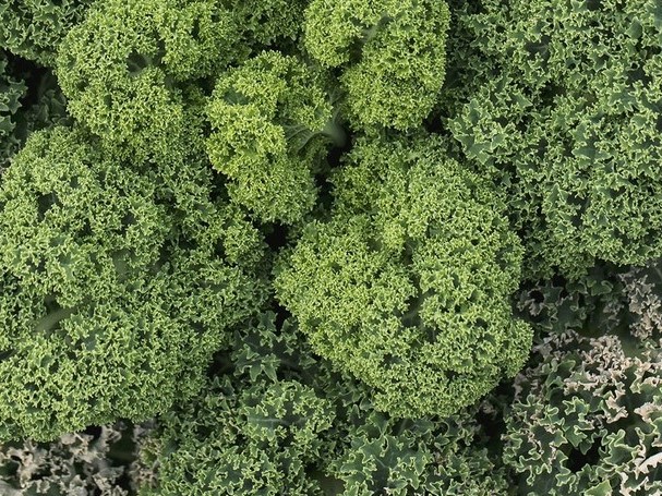 Tuti gli semi di ortaggi / Brassica / Cavolo nero, Kale