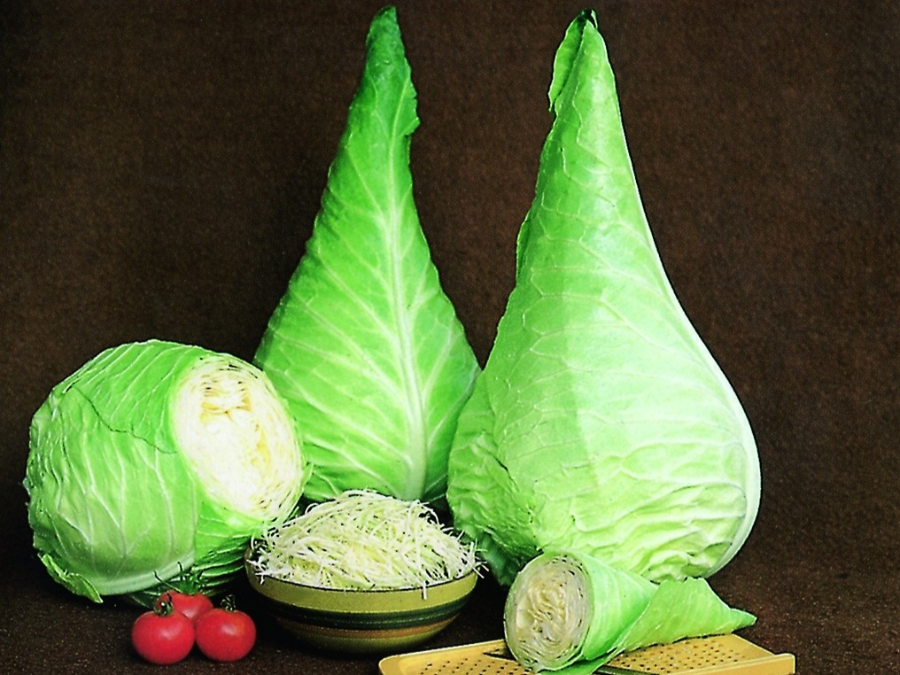 Vegetable seeds / Brassicas, Mustards / White cabbage