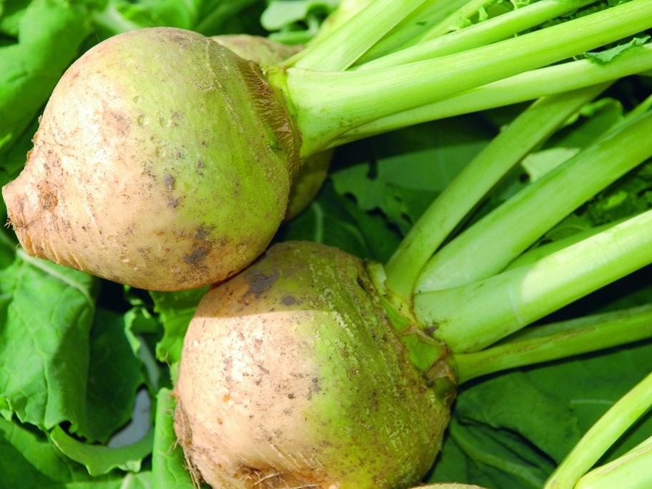 Semi di ortaggi / Rutabaga, Navone / Cavolo rapa da terra