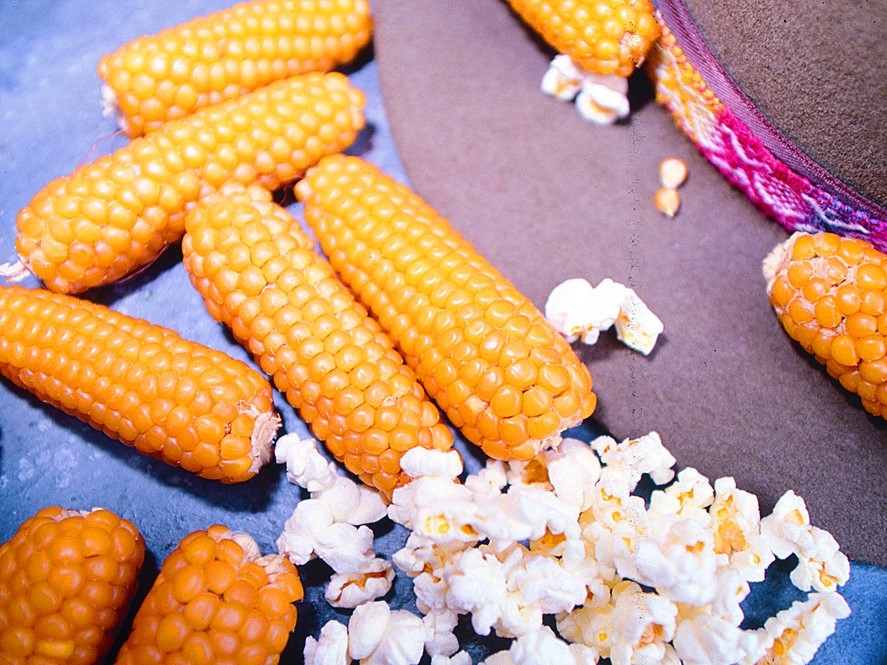 Tous les légumes / Maïs, Popcorn