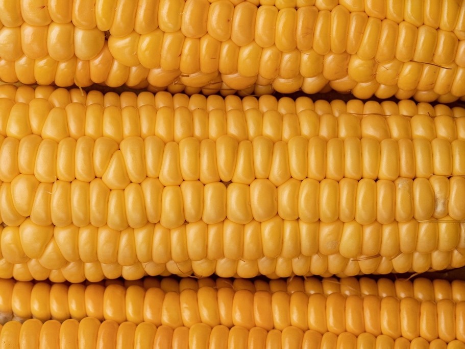 Graines potagères / Maïs, Popcorn / Maïs sucré