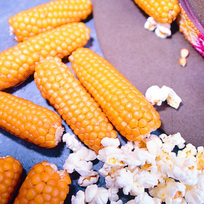 All vegetable seeds / Maize, Popcorn / Pop corn