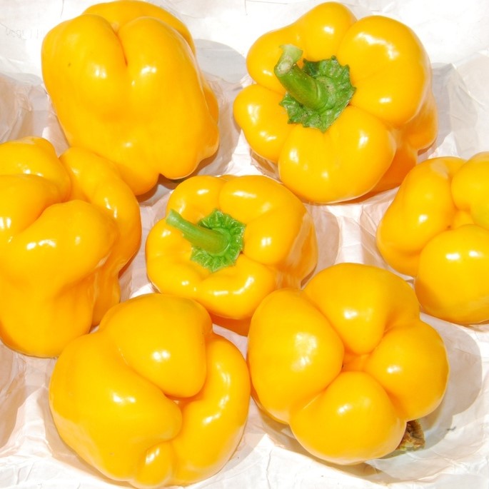 Graines potagères / Poivron, Piment / Poivrons doux