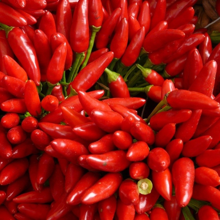 Graines potagères / Poivron, Piment / Piments