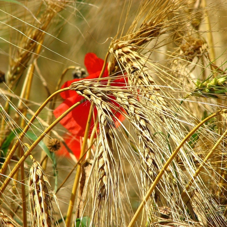 Semi di cereali / Segale