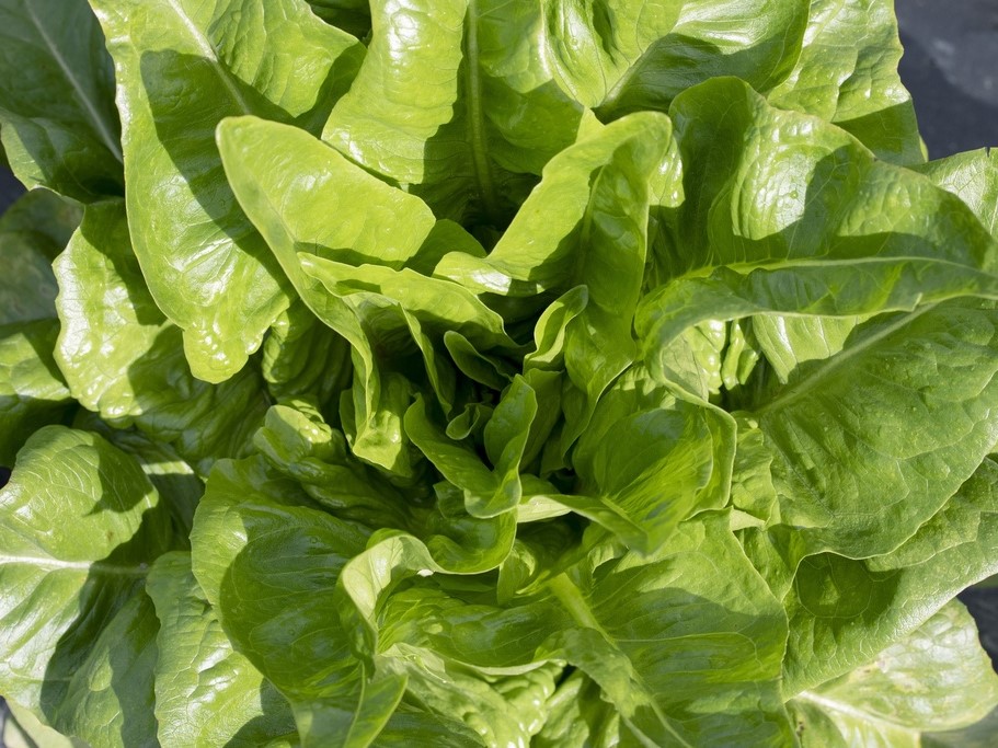 All vegetable seeds / Lettuce / Head lettuce, Head salads