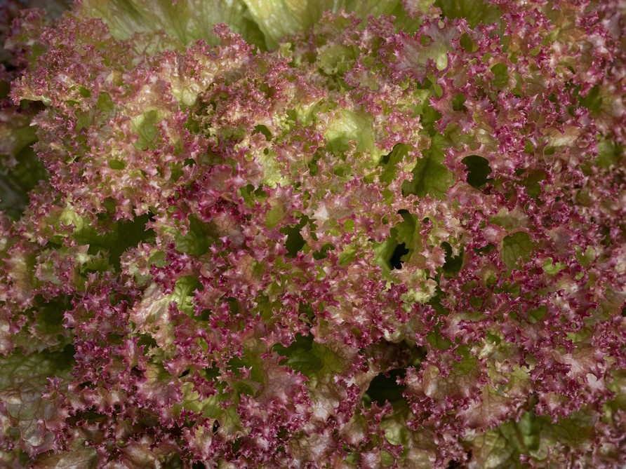 All vegetable seeds / Lettuce / Oak leaf lettuce, Lattughino