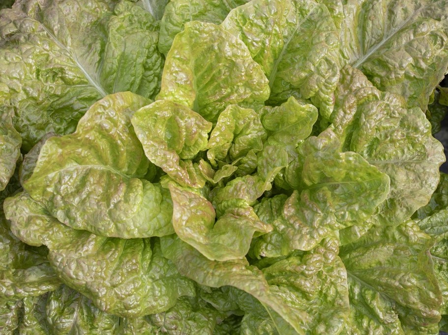 All vegetable seeds / Lettuce / Romaine lettuce