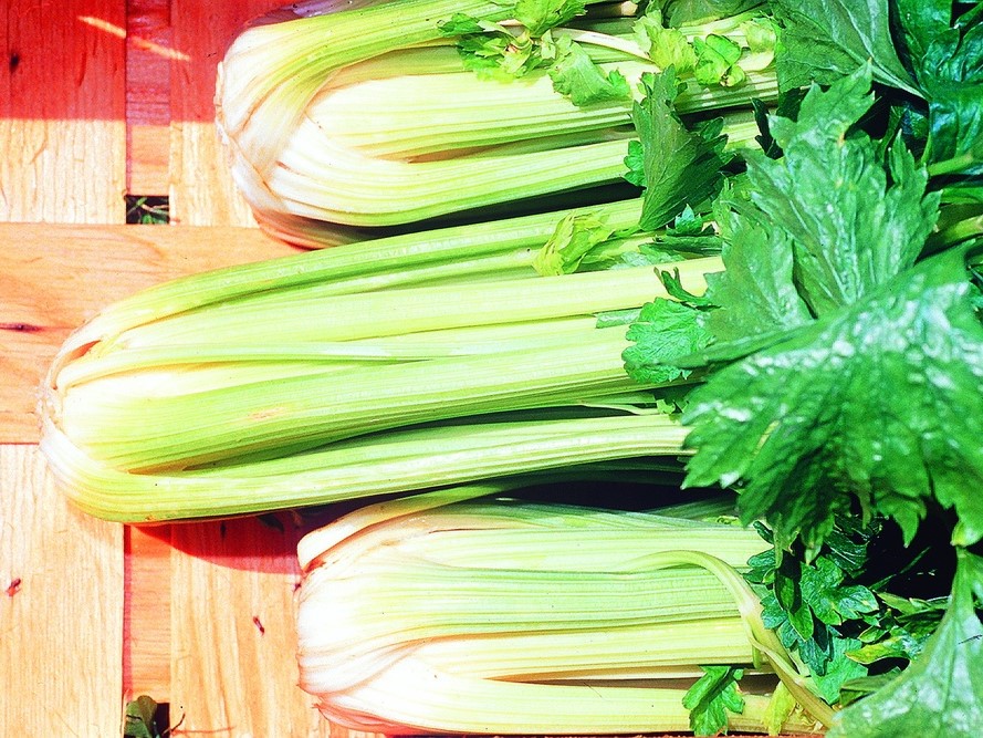 All vegetable seeds / Celery  / Celery