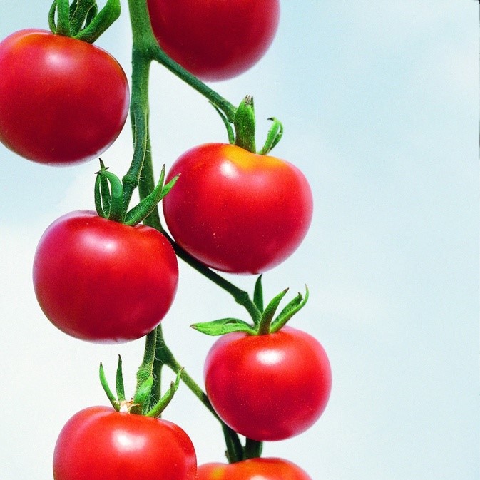 Alle Gemüsesamen / Tomaten / Minitomaten