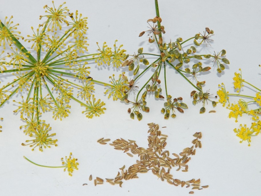 All herb seeds / Florence fennel