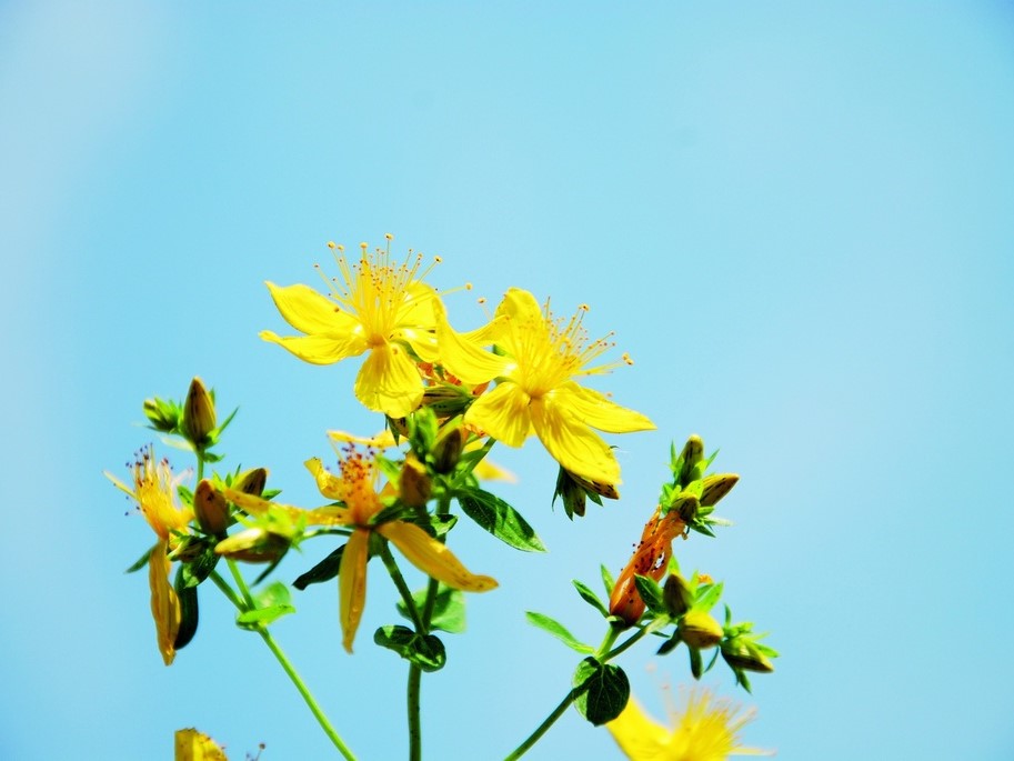 Herbes aromatiques / Millepertuis