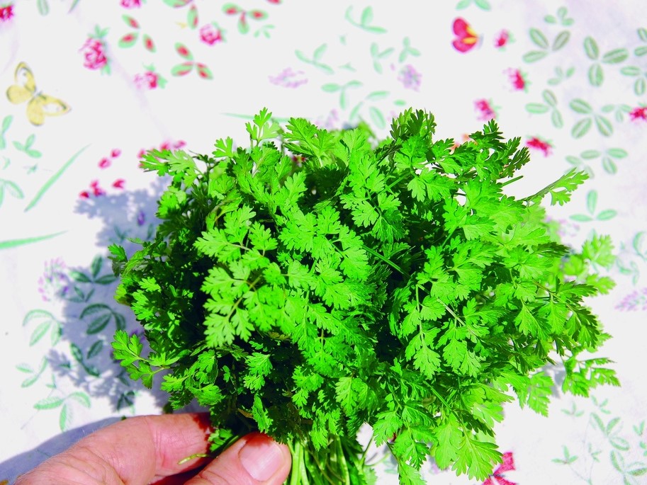 Herbes aromatiques / Cerfeuil