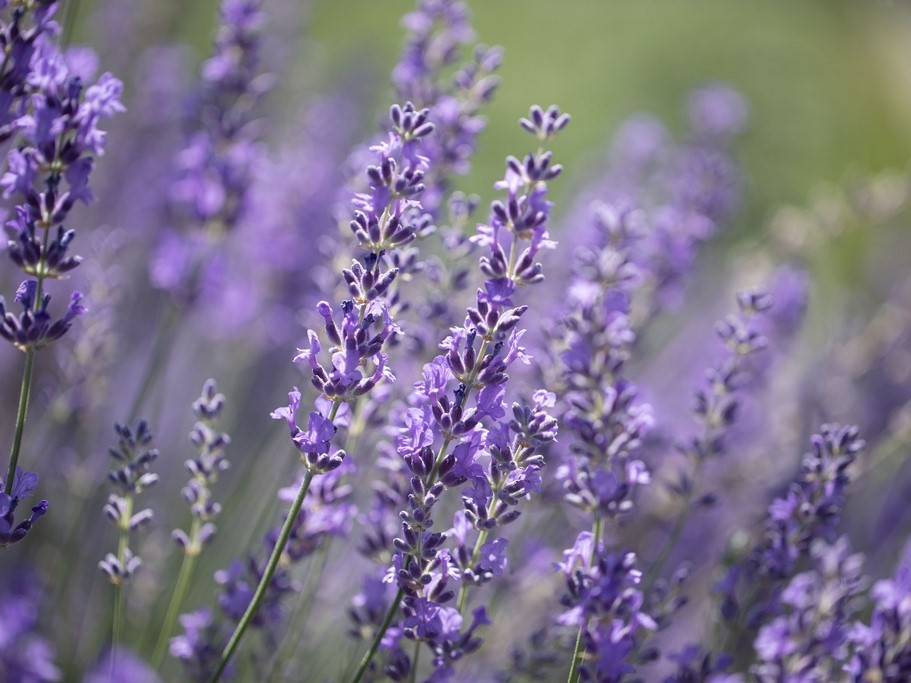 All herb seeds / Lavender